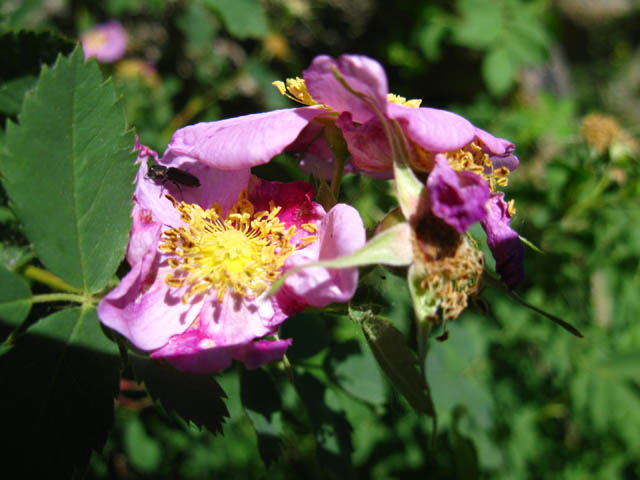 Pink Flower, East Carson River, Carson-Iceberg Wilderness