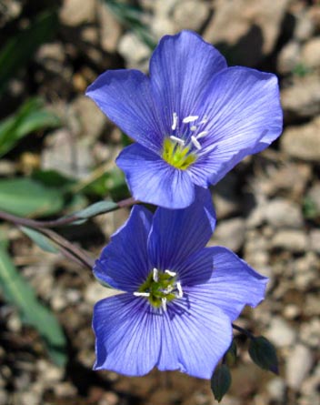 High Sierra Flowers, Blue, Western Blue Flax.