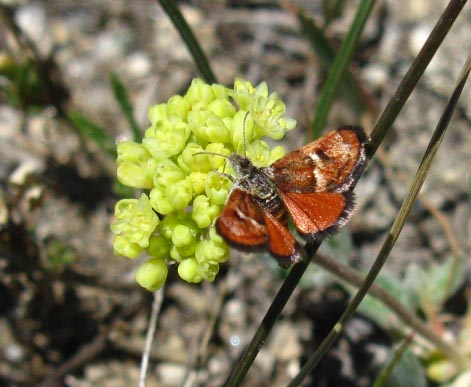 Butterfly near Bond Pass, burnt orange color, Emigrant Wilderness, Stanislaus National Forest.