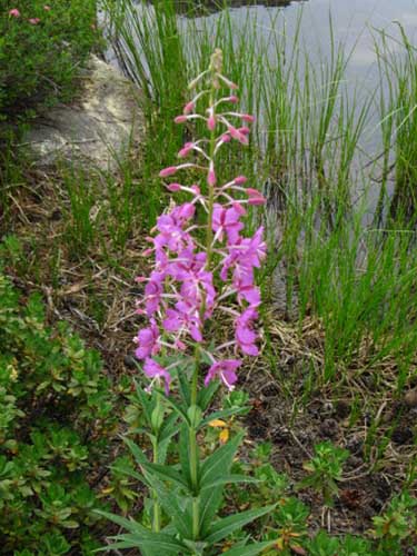 Woodland Clarkia along the Pacific Crest Trail in Yosemite National Park. Pink Wildflower.