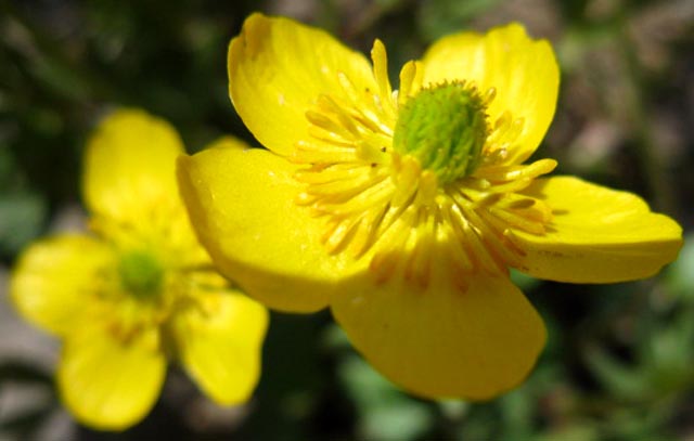 Yellow flower in High Sierra, Emigrant Wilderness.
