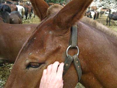 Matt has some real friendly stock. This mule and I are buddies.