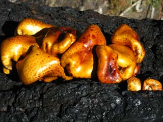 Fungus in burned area North of Spicer Meadow Reservoir.