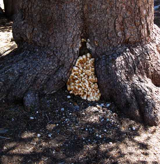 Fungus at Smedberg Lake campsites, Yosemite National Park.
