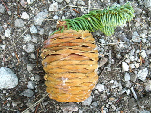 Red Fir cone along the Tahoe to Yosemite Trail entering Jenkins Canyon.