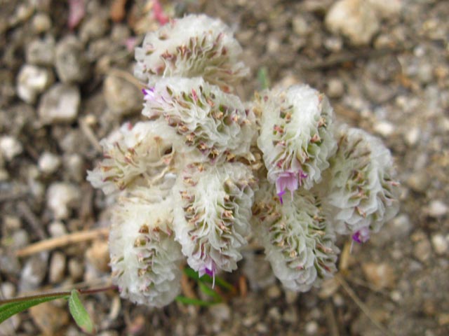 High Sierra Flower, white with small purple flowers.